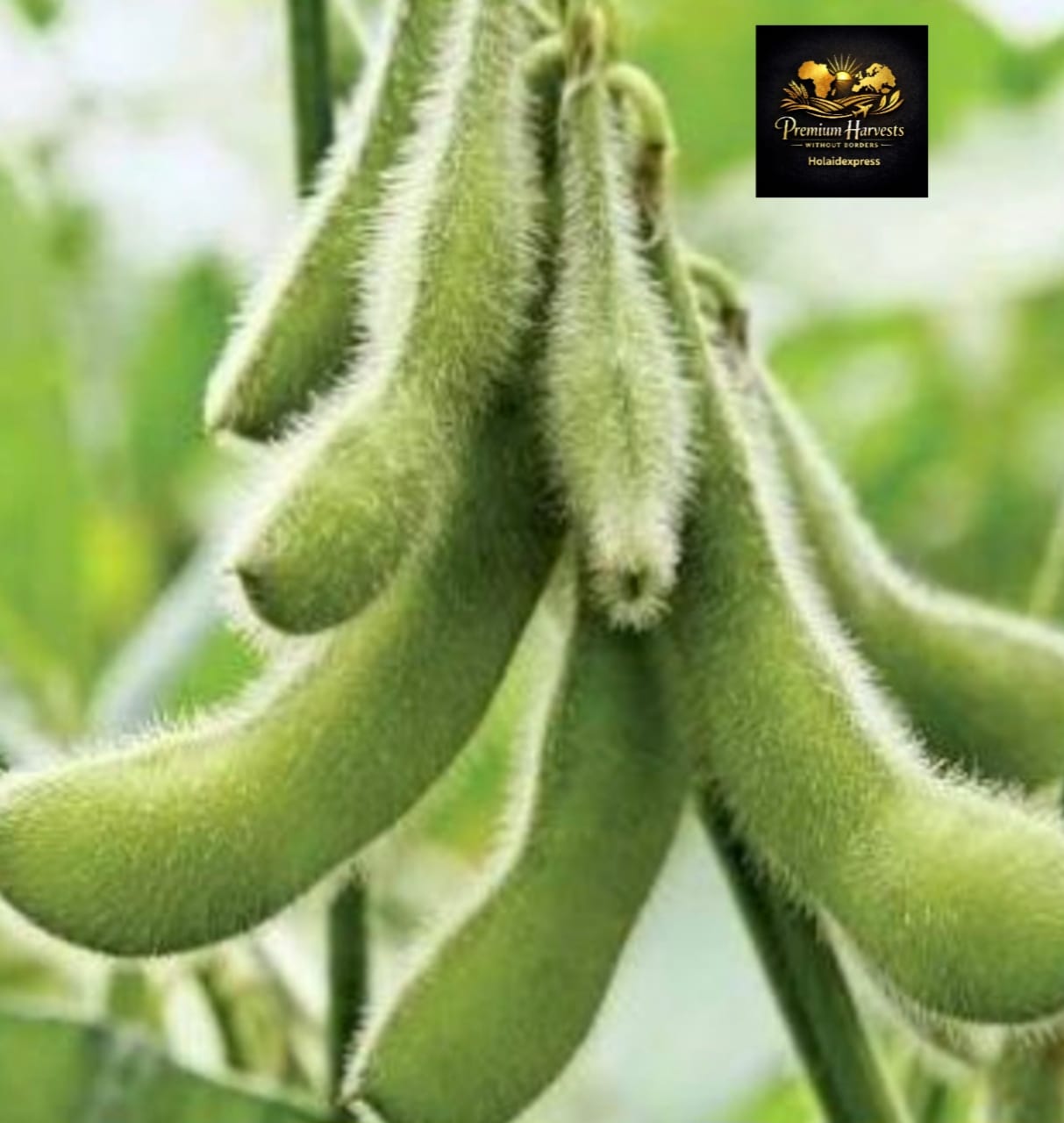 Soya Beans